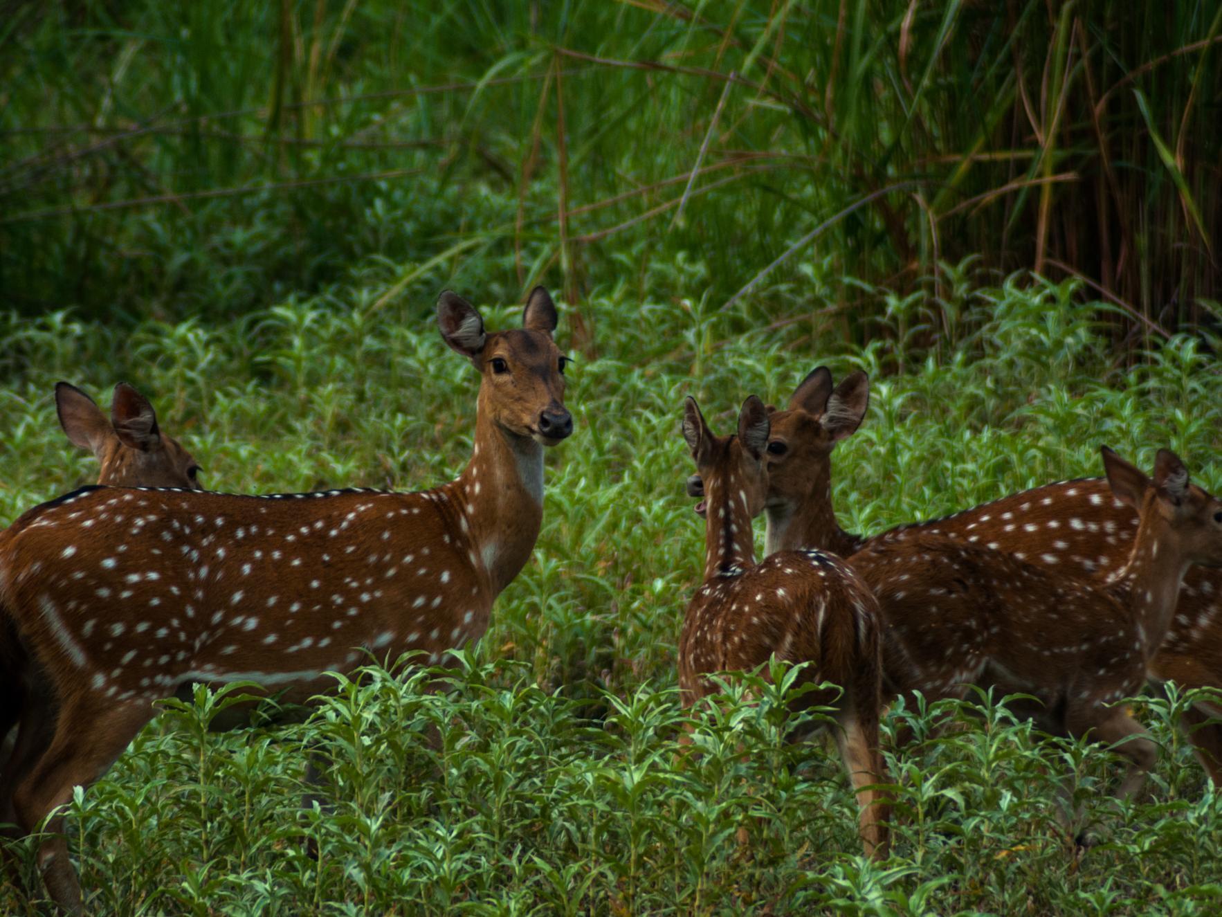 Tigerland Safari - A Lemon Tree Resort, Chitwan, Nepal Patlahara Dış mekan fotoğraf
